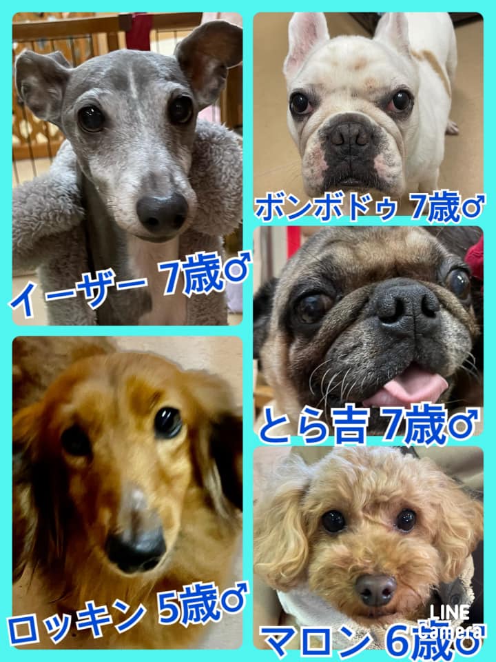 🐾今日の里親様募集中ワンコ🐶メンバーです🐾2022,3,5【保護犬カフェ天神橋店】